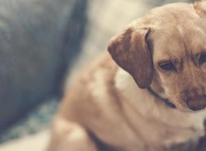 New Pet Custody Law Goes Into Effect in 2018