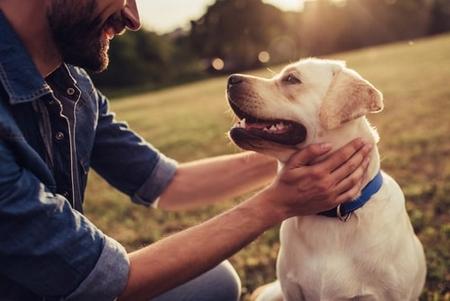 St. Charles divorce pet custody attorney